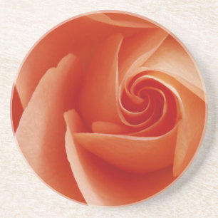 USA, Colorado, Lafayette. Peach rose close-up Coaster