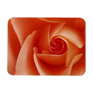 USA, Colorado, Lafayette. Peach rose close-up Magnet