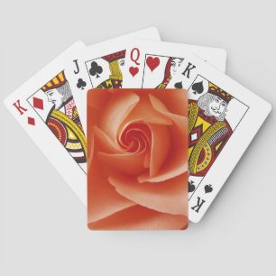 USA, Colorado, Lafayette. Peach rose close-up Playing Cards