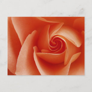 USA, Colorado, Lafayette. Peach rose close-up Postcard