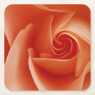 USA, Colorado, Lafayette. Peach rose close-up Square Paper Coaster