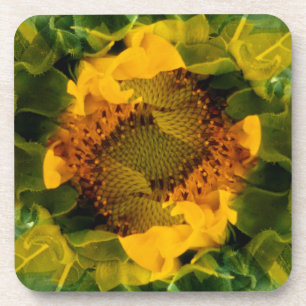 USA, Colorado, Lafayette. Sunflower montage Coaster