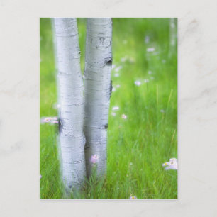 USA, Colorado, Lake City, Aspens and Postcard
