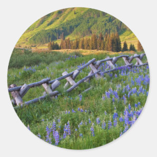 USA, Colorado. Lupines and split rail fence Classic Round Sticker