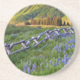 USA, Colorado. Lupines and split rail fence Coaster