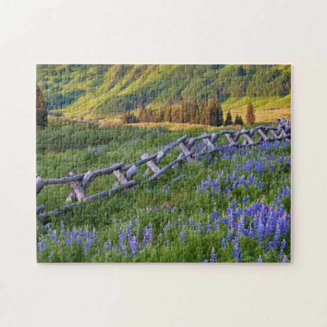 USA, Colorado. Lupines and split rail fence Jigsaw Puzzle (Horizontal)
