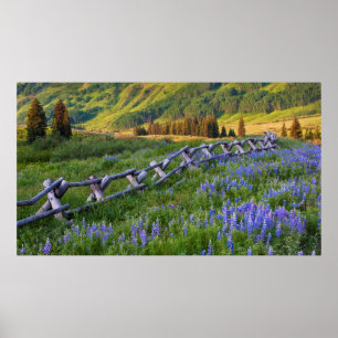USA, Colorado. Lupines and split rail fence Poster
