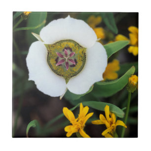 USA, Colorado. Mariposa tulip Ceramic Tile