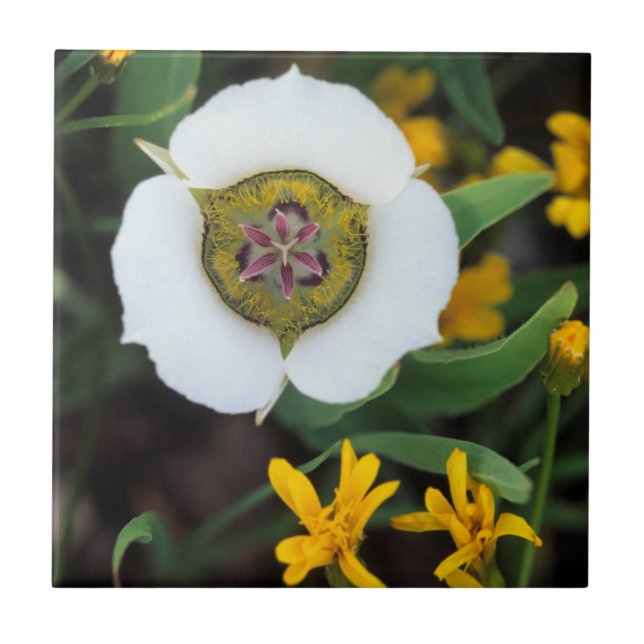 USA, Colorado. Mariposa tulip Ceramic Tile (Front)