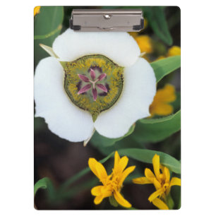 USA, Colorado. Mariposa tulip Clipboard