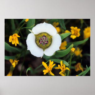USA, Colorado. Mariposa tulip Poster