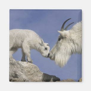USA, Colorado, Mount Evans. Mountain goat mother Magnet