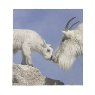 USA, Colorado, Mount Evans. Mountain goat mother Notepad