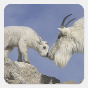 USA, Colorado, Mount Evans. Mountain goat mother Square Sticker