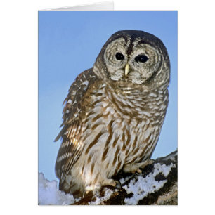 USA, Colorado. Portrait of barred owl perched