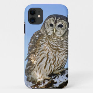 USA, Colorado. Portrait of barred owl perched iPhone 11 Case