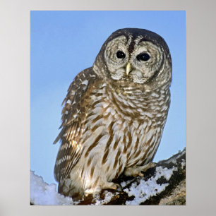 USA, Colorado. Portrait of barred owl perched Poster