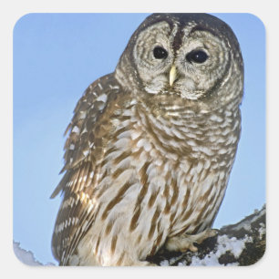 USA, Colorado. Portrait of barred owl perched Square Sticker
