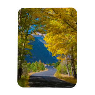 USA, Colorado. Road Flanked By Aspens Magnet