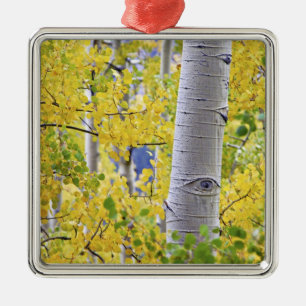 USA, Colorado, Rocky Mountains. Intimate aspen 2 Metal Ornament