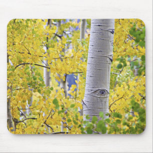 USA, Colorado, Rocky Mountains. Intimate aspen 2 Mouse Pad
