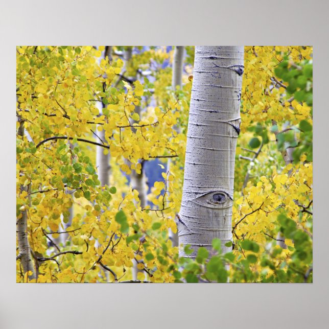 USA, Colorado, Rocky Mountains.  Intimate aspen 2 Poster (Front)