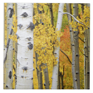 USA, Colorado, Rocky Mountains.  Intimate aspen Ceramic Tile