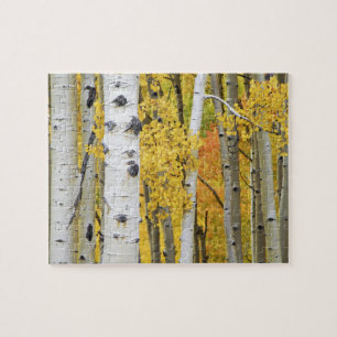 USA, Colorado, Rocky Mountains. Intimate aspen Jigsaw Puzzle