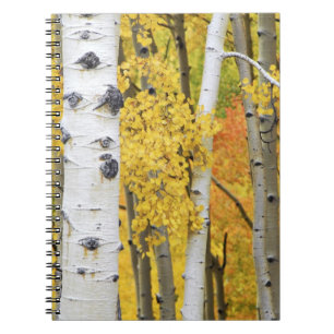 USA, Colorado, Rocky Mountains. Intimate aspen Notebook