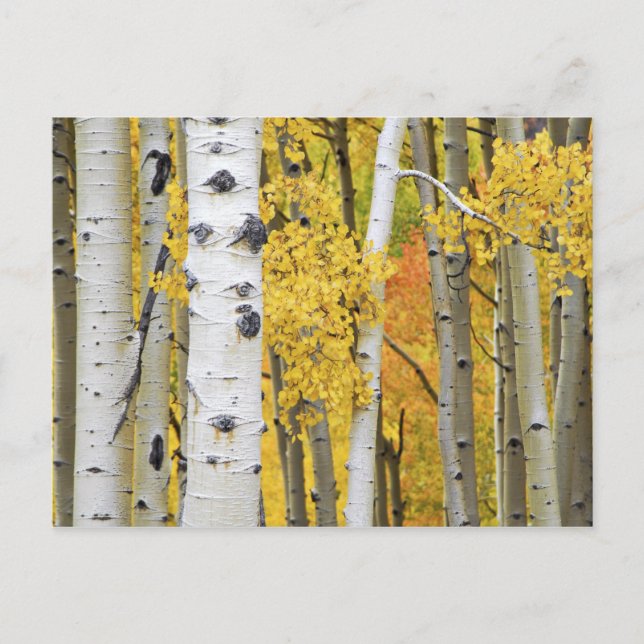 USA, Colorado, Rocky Mountains.  Intimate aspen Postcard (Front)