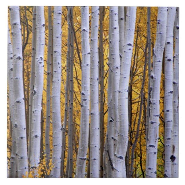 USA, Colorado, Rocky Mountains.  Intimate scene Ceramic Tile (Front)