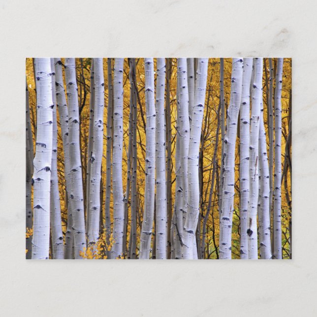 USA, Colorado, Rocky Mountains.  Intimate scene Postcard (Front)