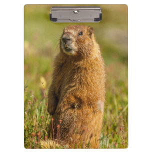 USA, Colorado, San Juan Mountains Clipboard