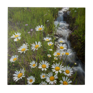 USA, Colorado, San Juan Mountains. Daisies Tile