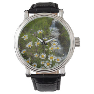 USA, Colorado, San Juan Mountains. Daisies Watch