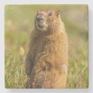 USA, Colorado, San Juan Mountains Stone Coaster
