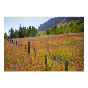 USA, Colorado, San Juan National Forest, along Photo Print