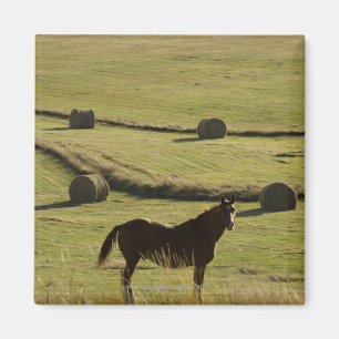 USA, Colorado, Steamboat Springs, hay rolls and Magnet