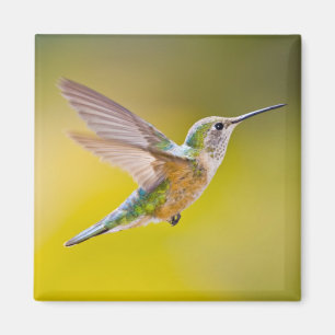 USA, Colorado, Summit County, Heeney. Side view Magnet
