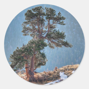 USA, Colorado, Tree In Estes Park Classic Round Sticker