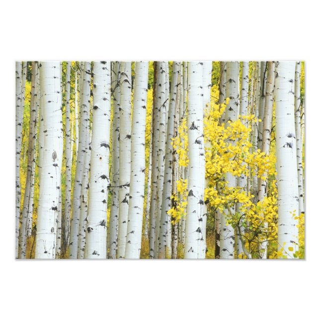 USA, Colorado, White River National Forest, Photo Print (Front)