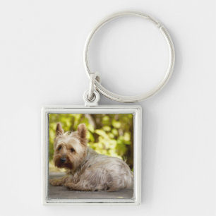 USA, Colorado, Yorkshire terrier lying down and Key Ring