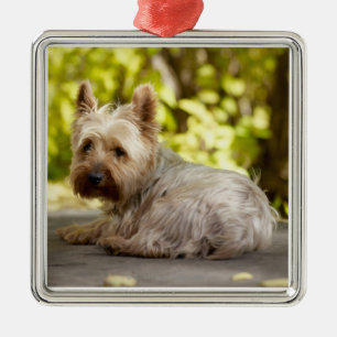 USA, Colorado, Yorkshire terrier lying down and Metal Ornament