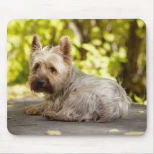 USA, Colorado, Yorkshire terrier lying down and Mouse Pad
