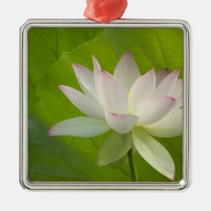 USA, DC, Washington, Kenilworth Aquatic Metal Tree Decoration