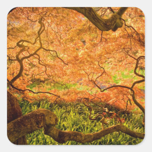 USA, Delaware, Wilmington. Japanese maple Square Sticker