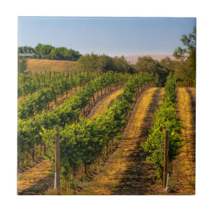 USA, Eastern Washington, Walla Walla Vineyards Ceramic Tile
