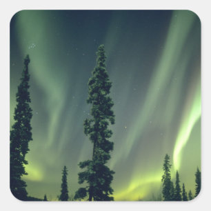 USA, Fairbanks area, Central Alaska, Aurora Square Sticker