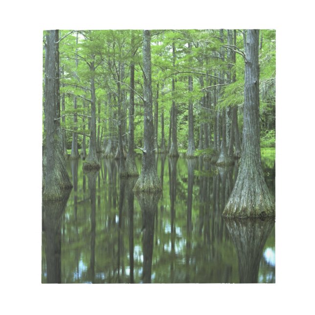 USA, Florida, Apalachicola National Forest, Bald Notepad (Front)