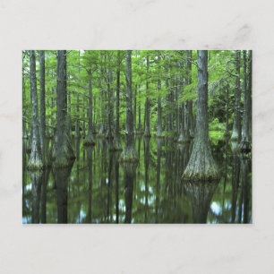 USA, Florida, Apalachicola National Forest, Bald Postcard